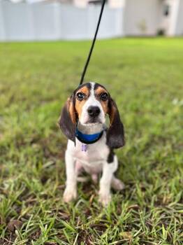 Patch -  Beagle and Mixed Breed Dog for Adoption in Aiken, South Carolina - Patch | PetCurious