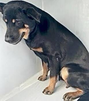 A660771 -  Rottweiler and Mixed Breed Dog for Adoption in Houston, Texas - A660771 | PetCurious