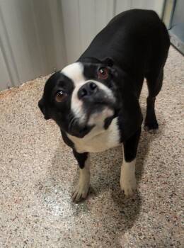 Boots -  Boston Terrier Dog for Adoption in Medford, Wisconsin - Boots | PetCurious
