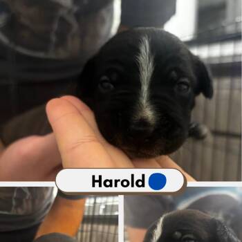 Harold -  Australian Shepherd and American Staffordshire Terrier Dog for Adoption in Phoenix, Arizona - Harold | PetCurious