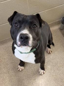 Cletus -  Pit Bull Terrier Dog for Adoption in Youngstown, Ohio - Cletus | PetCurious