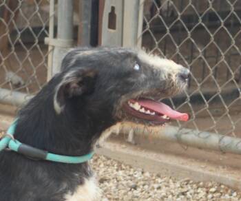 Rescue Airedale Terrier Dogs for Adoption in Post, Texas - Lola | PetCurious