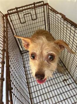 A661982 -  Irish Terrier and Mixed Breed Dog for Adoption in Houston, Texas - A661982 | PetCurious