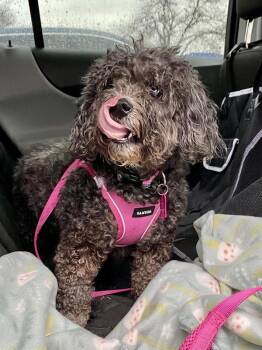 Poodle Dogs Available for Adoption - Cupcake | PetCurious
