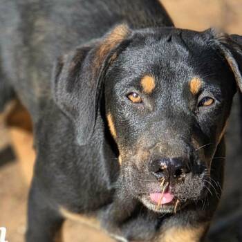 Coonhound and Terrier Dogs Available for Adoption - Milburn | PetCurious