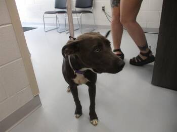 A388789 -  American Staffordshire Terrier Dog for Adoption in Ocala, Florida - A388789 | PetCurious