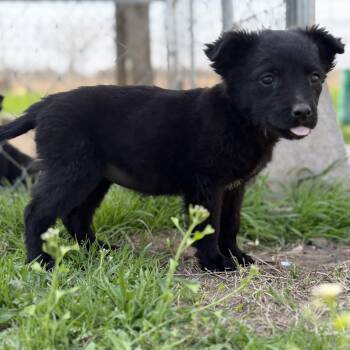 American Staffordshire Terrier Dogs Available for Adoption - Libra | PetCurious