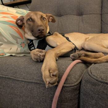 Black Mouth Cur Dogs Available for Adoption - Matteo | PetCurious