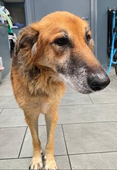 Gary (TX) -  German Shepherd Dog Dog for Adoption in New York, New York - Gary (TX) | PetCurious