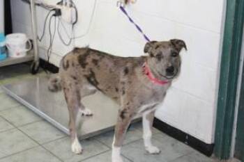 Rescue Mixed Breed Dogs for Adoption in Longview, Texas - Cash | PetCurious