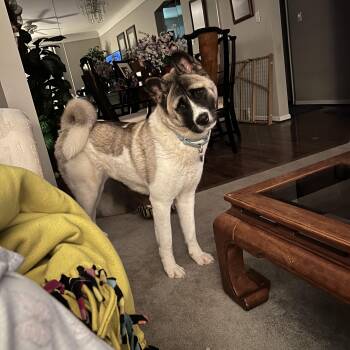 Rescue Akita Dogs for Adoption in Chicago, Illinois - Amika | PetCurious