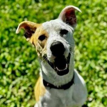 Cassie -  Terrier and Hound Dog for Adoption in Farmington, Connecticut - Cassie | PetCurious