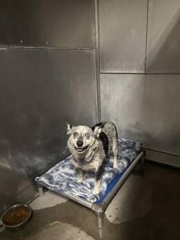 Australian Cattle Dog Blue Heeler Dogs Available for Adoption in Camarillo, California - SEQUOIA | PetCurious