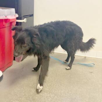 Hudson -  Border Collie Dog for Adoption in Rifle, Colorado - Hudson | PetCurious