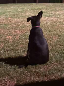 Noodle -  Mixed Breed Dog for Adoption in Raleigh, North Carolina - Noodle | PetCurious