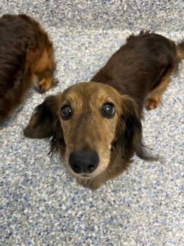Kinder -  Dachshund Dog for Adoption in Angola, Indiana - Kinder | PetCurious