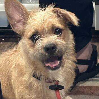 Snug 2 -  Mixed Breed Dog for Adoption in Rockville, Maryland - Snug 2 | PetCurious