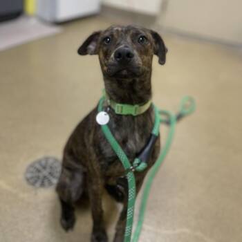 Axel -  Chihuahua and Mixed Breed Dog for Adoption in Riverside, California - Axel | PetCurious