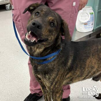Shepherd Dogs Available for Adoption in Washington, District Of Columbia - Ronald | PetCurious