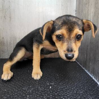 GIDGET -  Terrier Dog for Adoption in San Antonio, Texas - GIDGET | PetCurious