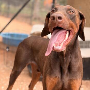 Randall -  Doberman Pinscher and Mixed Breed Dog for Adoption in Kanab, Utah - Randall | PetCurious