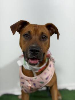 Black Mouth Cur and Boxer Dogs Available for Adoption in Carlsbad, California - Milagro-One Of Our Amazing Rescue Dogs | PetCurious