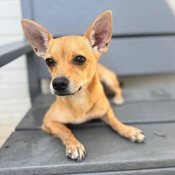 Daffy -  Chihuahua and Mixed Breed Dog for Adoption in Brownsboro, Alabama - Daffy | PetCurious