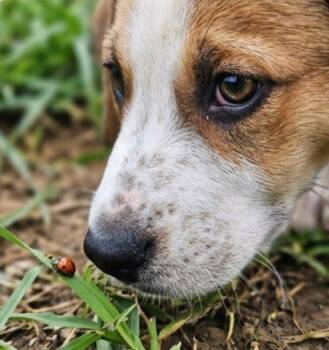 Bramble -  Beagle and Foxhound Dog for Adoption in Batesville, Arkansas - Bramble | PetCurious