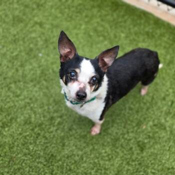 Abby -  Jack Russell Terrier Dog for Adoption in Greensboro, North Carolina - Abby | PetCurious