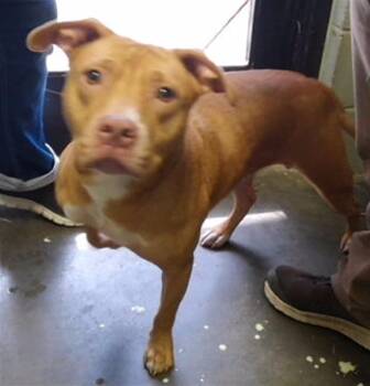 HONEY -  Pit Bull Terrier and Mixed Breed Dog for Adoption in Tulsa, Oklahoma - HONEY | PetCurious
