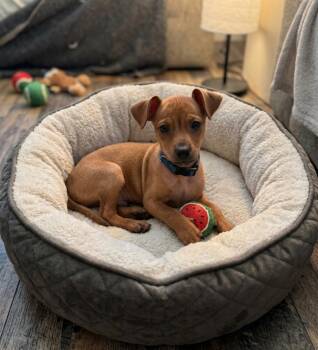 Forest (1064) -  Chihuahua Dog for Adoption in Plymouth, Michigan - Forest (1064) | PetCurious