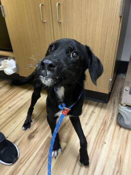 Granger -  Mixed Breed Dog for Adoption in Raleigh, North Carolina - Granger | PetCurious