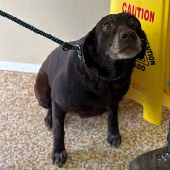Chocolate Labrador Retriever Dogs Available for Adoption - Sammie | PetCurious