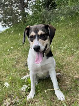 Hound Dogs Available for Adoption in Buffalo, Minnesota - Otto | PetCurious