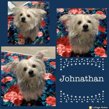 Maltese Dogs Available for Adoption - Johnathan | PetCurious