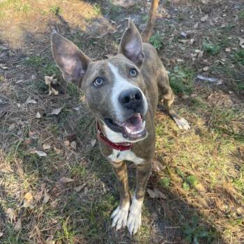 Pit Bull Terrier Dogs Available for Adoption - Blitzen | PetCurious