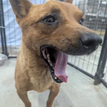 Redford -  Chihuahua and Mixed Breed Dog for Adoption in Parrish, Alabama - Redford | PetCurious
