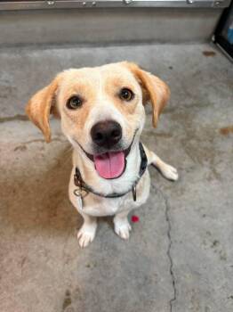 Dawn -  Chihuahua Dog for Adoption in Phoenix, Arizona - Dawn | PetCurious