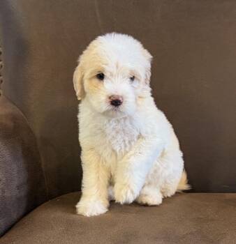 Goldendoodle Dogs Available for Adoption in Iron Ridge, Wisconsin - Aspen | PetCurious