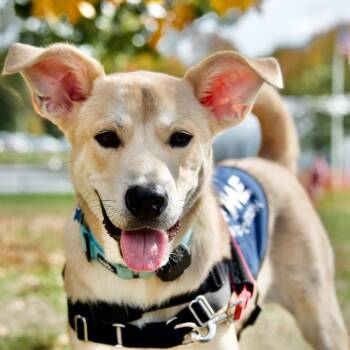 Debo -  Mixed Breed Dog for Adoption in Hopkinton, Massachusetts - Debo | PetCurious