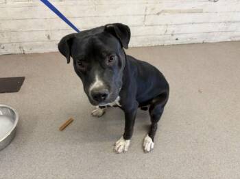 CLIFF -  Pit Bull Terrier and Mixed Breed Dog for Adoption in San Bernardino, California - CLIFF | PetCurious