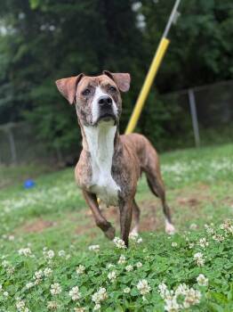 Marley -  Mixed Breed Dog Available for Adoption in Leitchfield, Kentucky - Marley | PetCurious