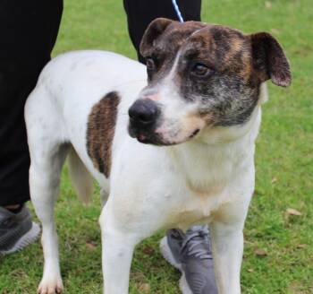 Rescue Pointer and Mountain Cur Dogs for Adoption in Troy, Alabama - Roo | PetCurious