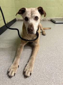 Labrador Retriever Dogs Available for Adoption in Indianapolis, Indiana - TRACE | PetCurious