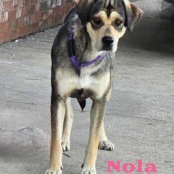 Mixed Breed Dogs Available for Adoption in Joliet, Illinois - Nola | PetCurious
