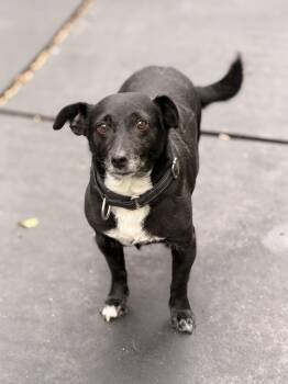 Monica -  Rat Terrier Dog for Adoption in Mansfield, Texas - Monica | PetCurious
