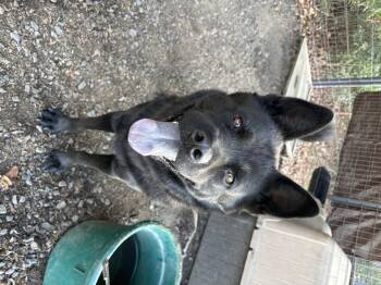 Yogi -  Chow Chow and Mixed Breed Dog for Adoption in Zimmerman, Minnesota - Yogi | PetCurious