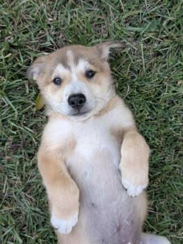 Pumpkin -  Shepherd Dog for Adoption in Wendell, North Carolina - Pumpkin | PetCurious