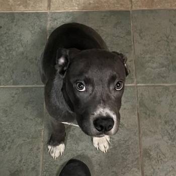 Fruitloop -  Mixed Breed Dog for Adoption in Chattanooga, Tennessee - Fruitloop | PetCurious