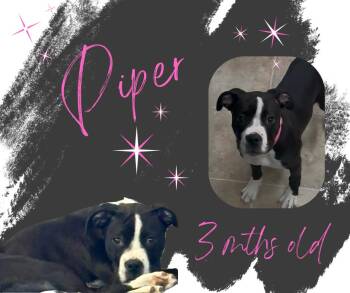 Boxer Dogs Available for Adoption - Piper | PetCurious
